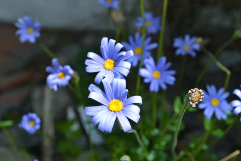 Flores: Felicia amelloides (Agatea)